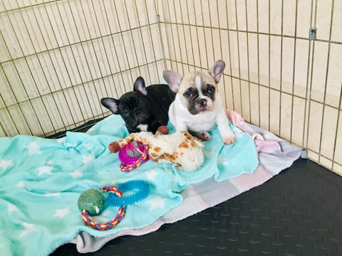 Melitapaws French Bulldog puppies 