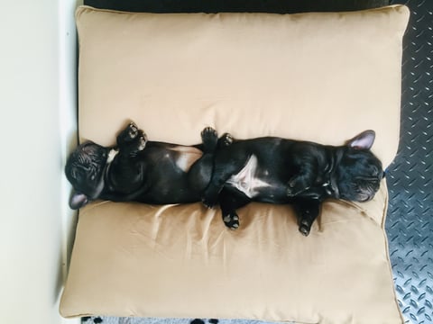 Melitapaws puppies 