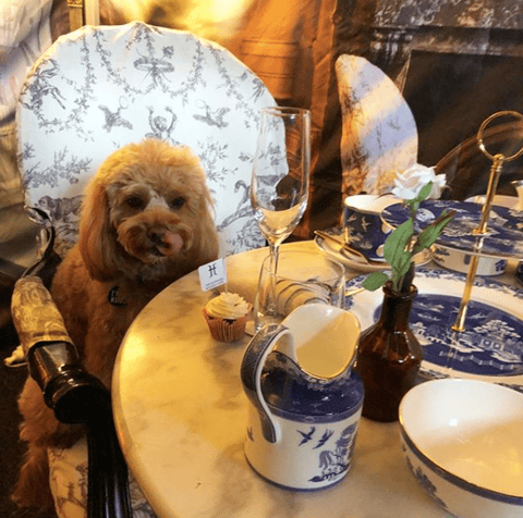 High Tea for Dogs