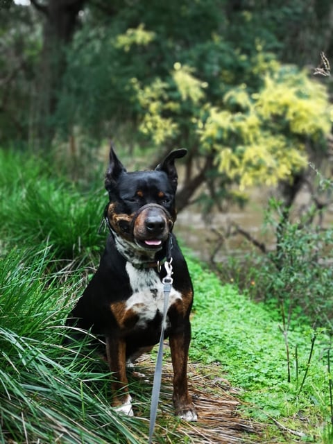 Our Private Doggy Adventure exploring the bushland