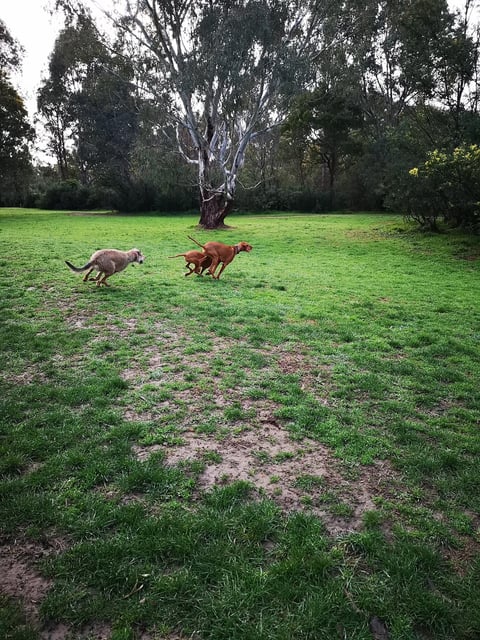 Our group dog adventure running around playing cha