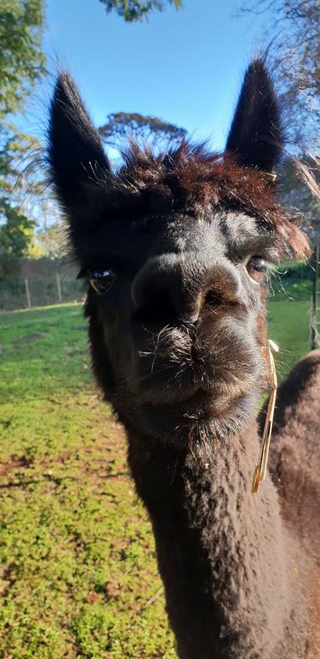 Meet our Alpaca 