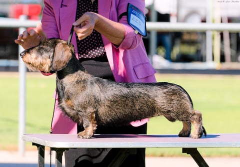 Ch Cayugaridge Versace, group & Rup BIS hound winn