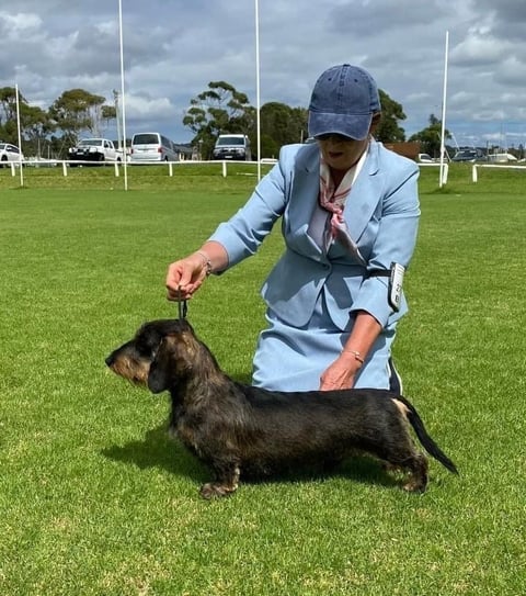 Ch Cayugaridge Molokai, leading wire showdog and B