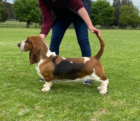 Ch Cayugaridge Dolly, no.2 basset hound Show dog, 