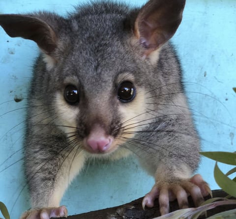 Common brushtail possum