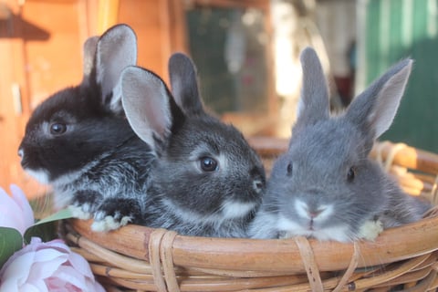 Silver fox babies - super rare rabbits.