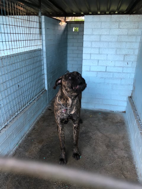 Spacious kennels