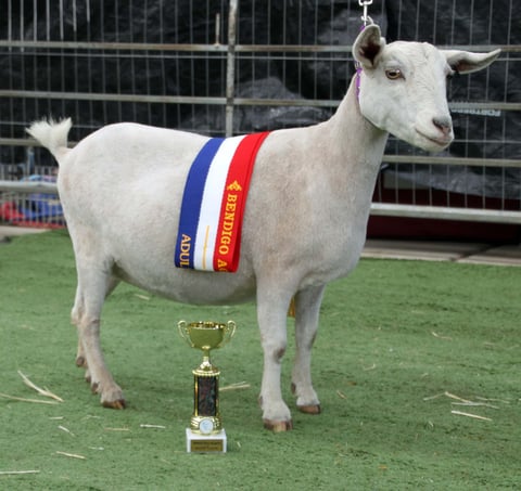 Australian Champion Miss Kelsy