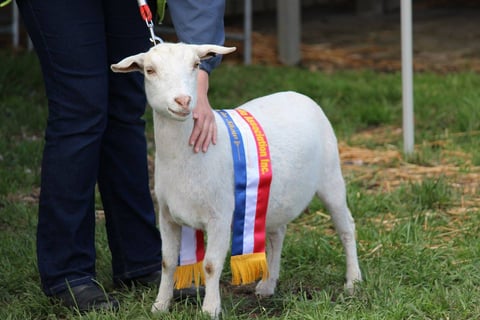 Australian Champion Miss Precious