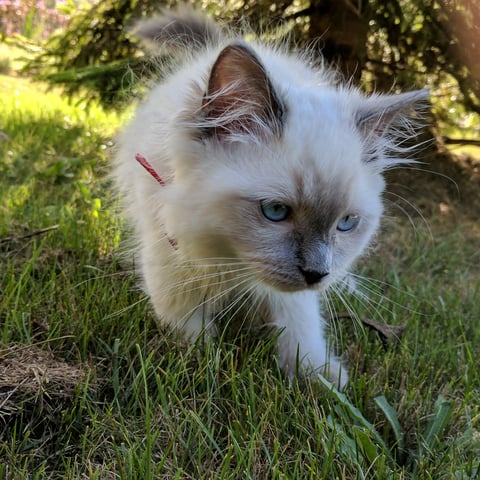 Blue Point Traditional Lady Luna