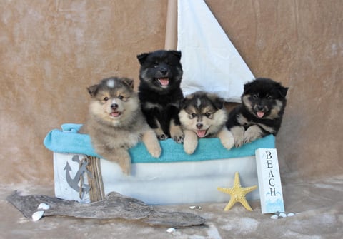 Beach babes at 7 weeks old 