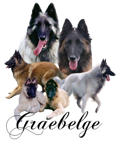 Graebelge Belgian Shepherds