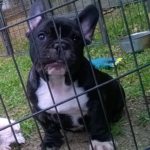 Pup available now male