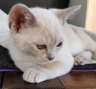 Amalea Burmese Cats