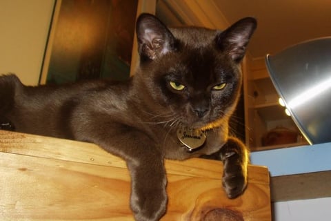 Amalea Burmese Cats