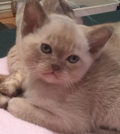 Amalea Burmese Cats