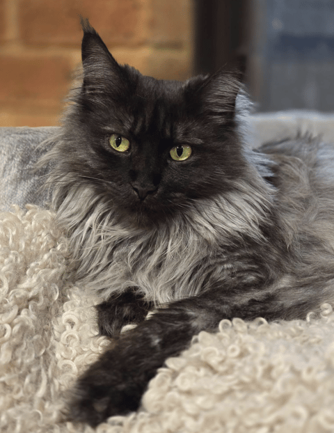 Jakobi Maine Coons 