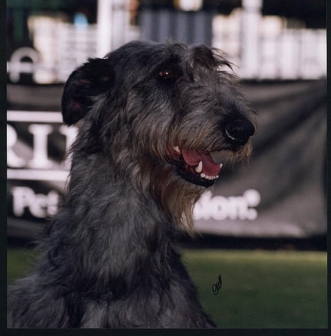 Deerhound girl at Sydney Royal