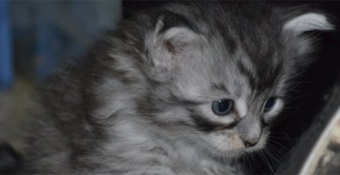 Maine Coon Kitten