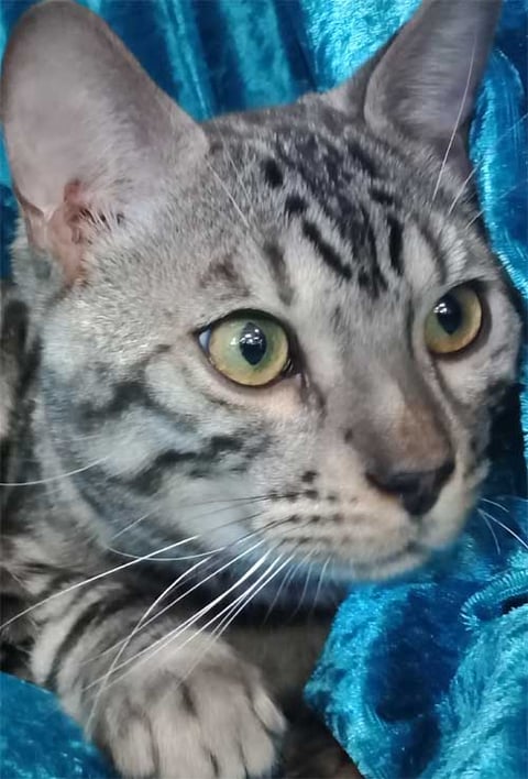 Silver Bengal Mike