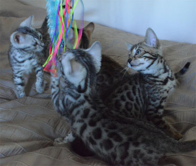 Bengal kittens