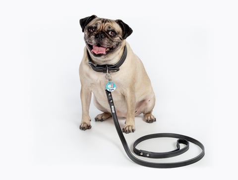 Dog Leash & Dog Collar