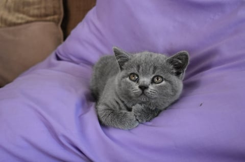 British Shorthair