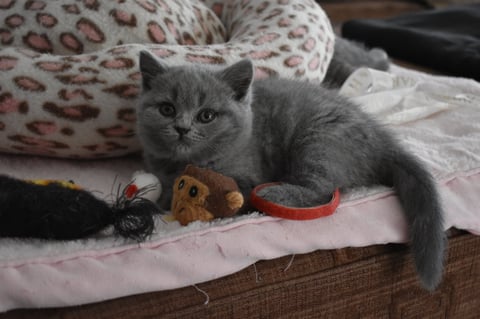 British Shorthair