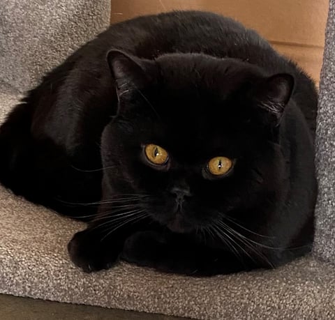 British Shorthair Black