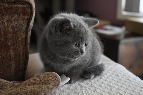 British shorthair