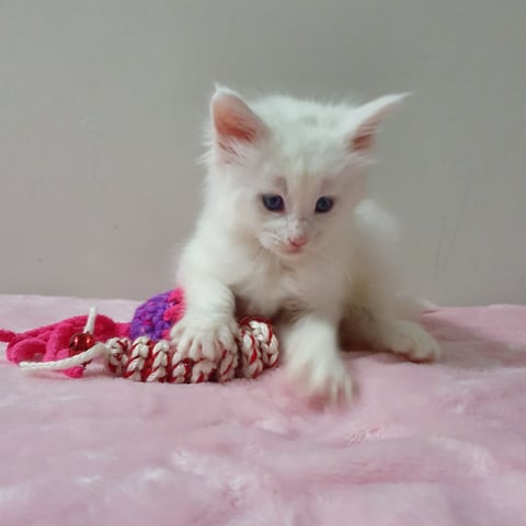 Maine Coon Kitten Available 