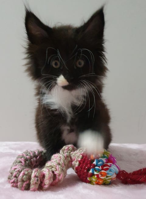 Maine Coon Kitten Available 