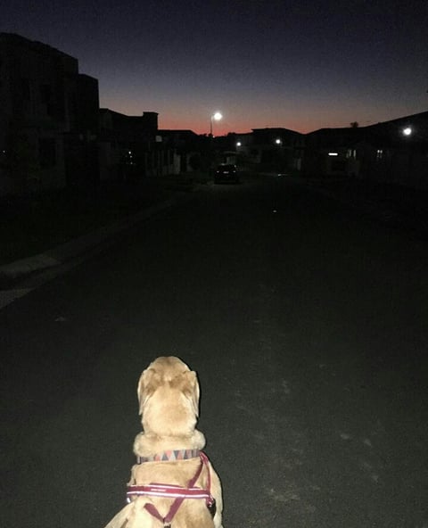 SUNSET WALKS WITH GOOGLE