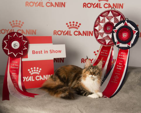 Coonmagic Penny Lane, ACF National Winner 2018 age