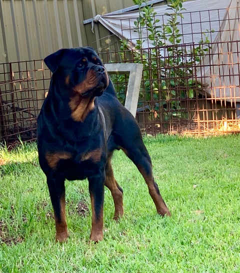 Aust GRAND Champion Schwartzhund Taylor’s Top Gun 