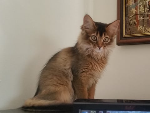 Tawny Somali kitten