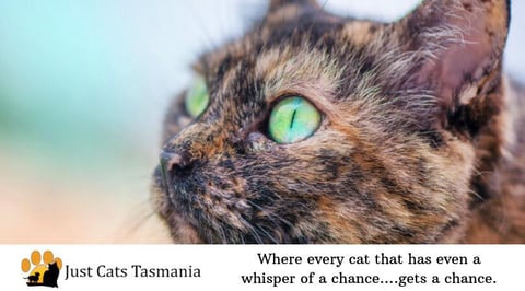 Just Cats Tasmania - Cat Shelter & Boarding Facili