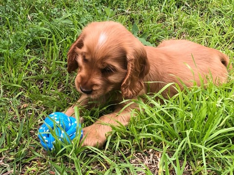 Innana Cocker Spaniel Puppy