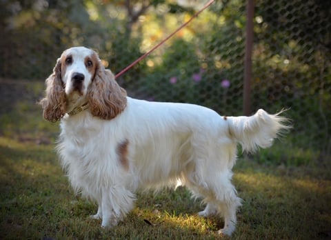 Innana Cocker Spaniels - Glenbrook, NSW