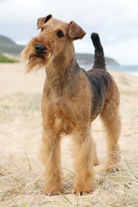 Oscar at the beach