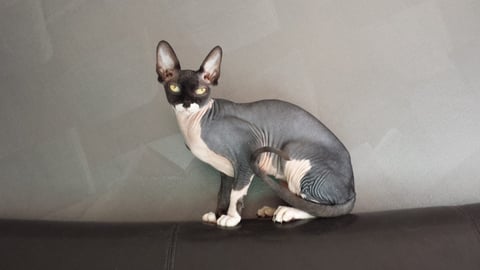 Cadoma - Sphynx Breeder - Qld - Gold Coast 