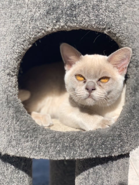 A lovely lilac Burmese pet  