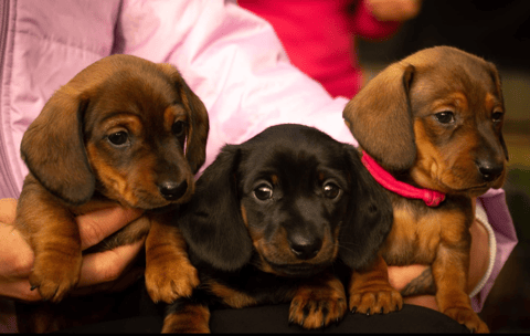 Cidaq Dachshunds