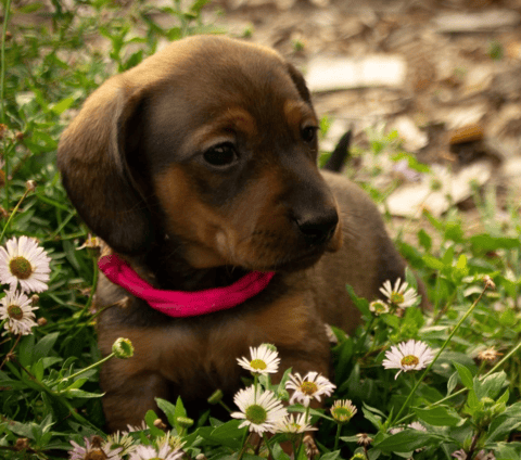 Cidaq Miniature Dachshunds
