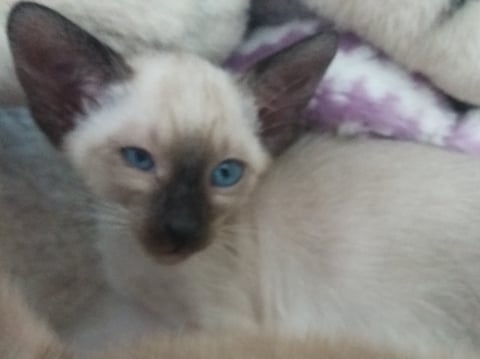 Shiloh Titania