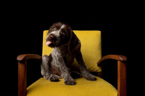 Jura the German Wirehaired Puppy