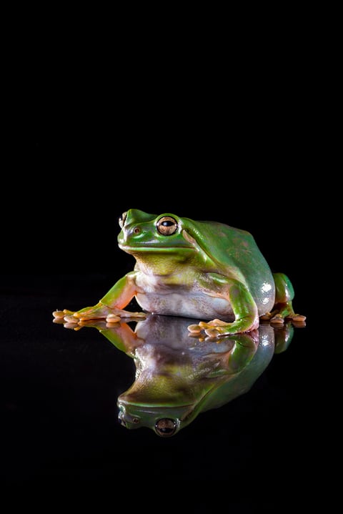 Oslo the Green Tree Frog