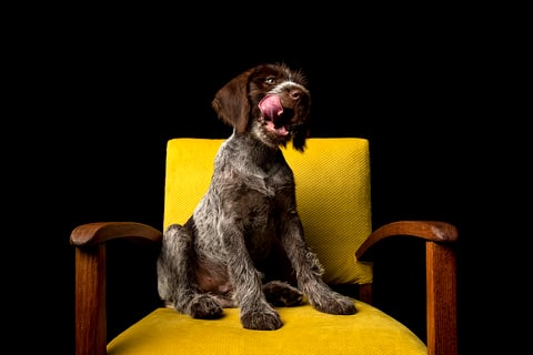 Jura the German Wirehaired Puppy