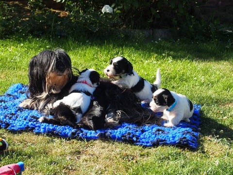 Ellingly Havanese Puppy’s 